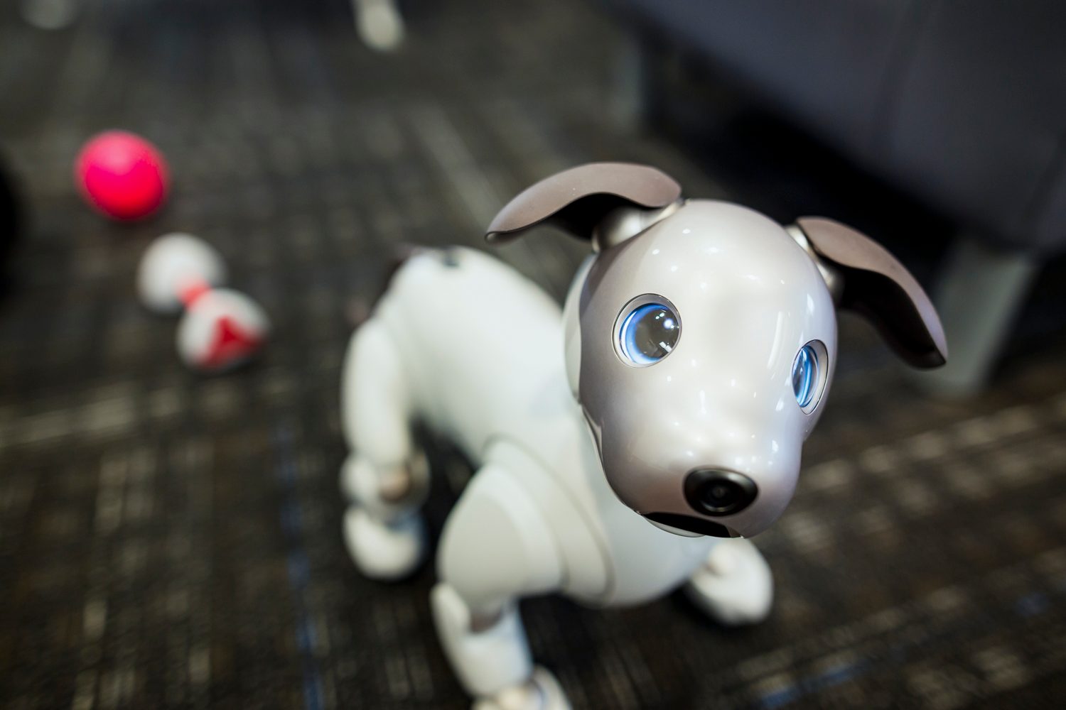 jugando con aibo perro robot sony the robodog 25