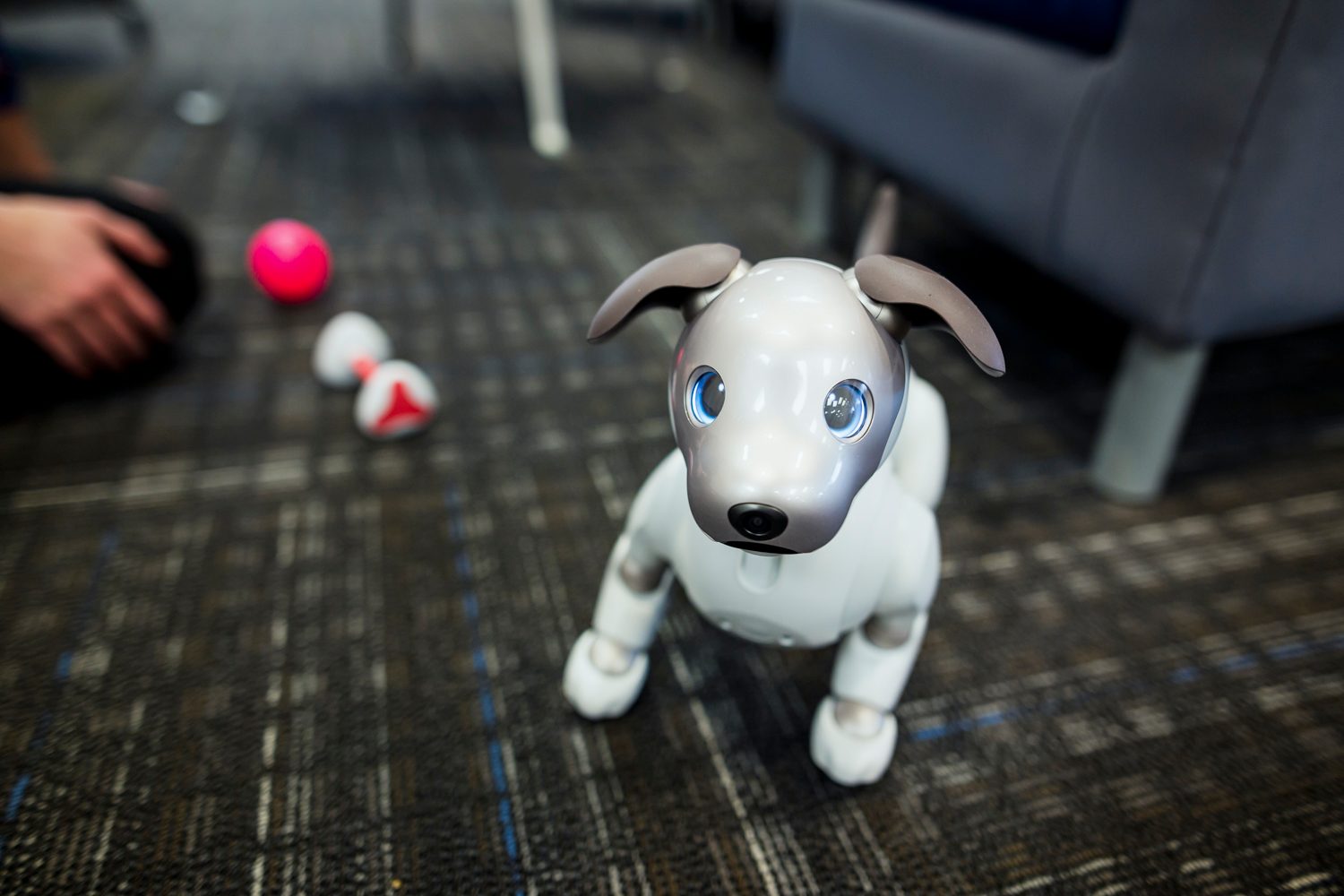jugando con aibo perro robot sony the robodog 27