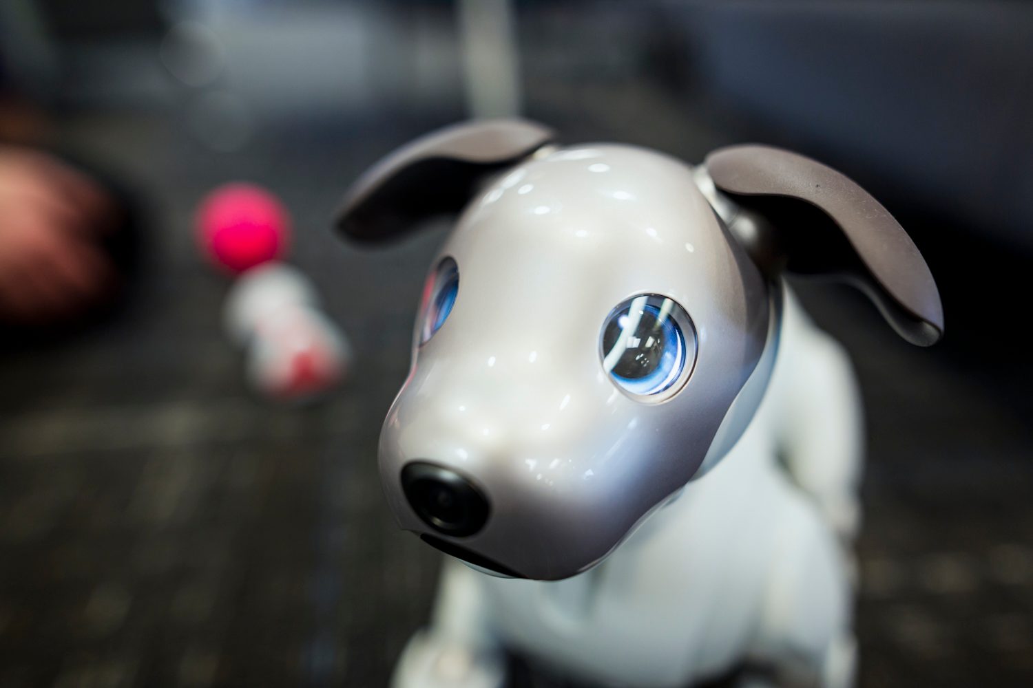 jugando con aibo perro robot sony the robodog 28