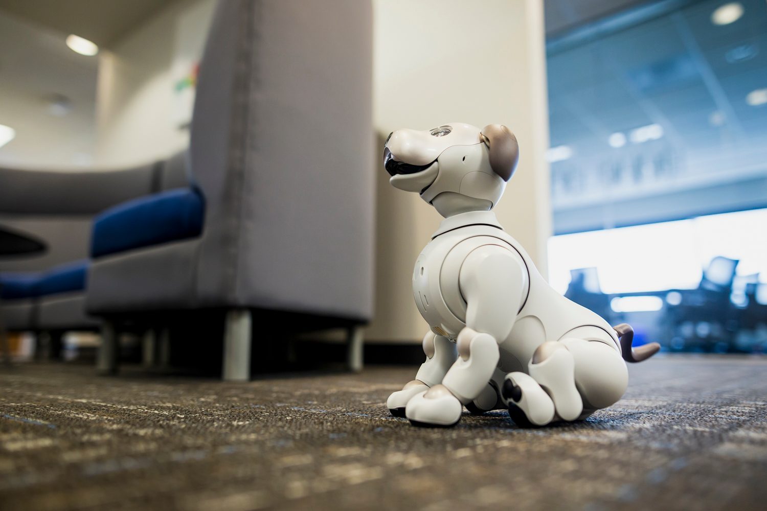 jugando con aibo perro robot sony the robodog 30