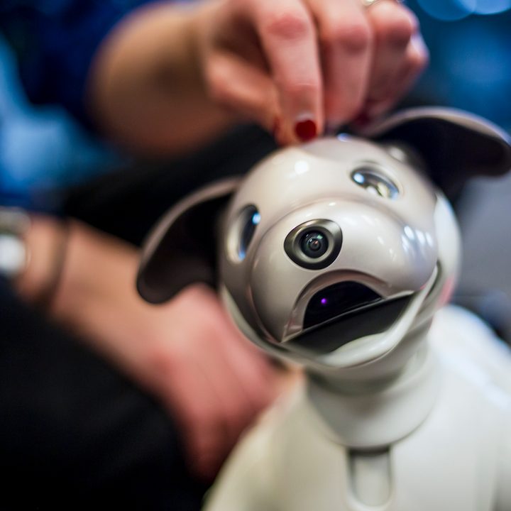 jugando con aibo perro robot sony the robodog 31