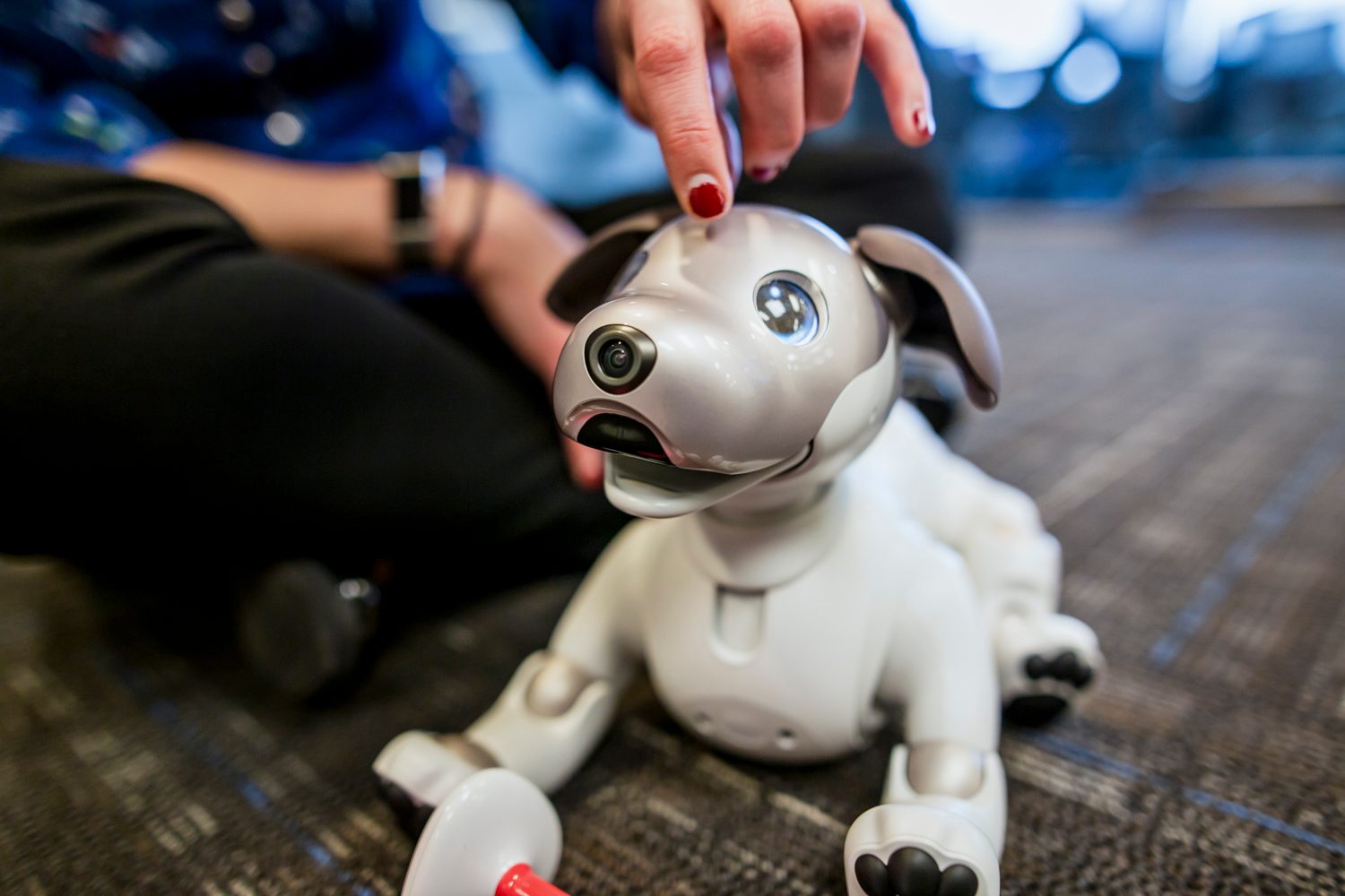 jugando con aibo perro robot sony the robodog 33