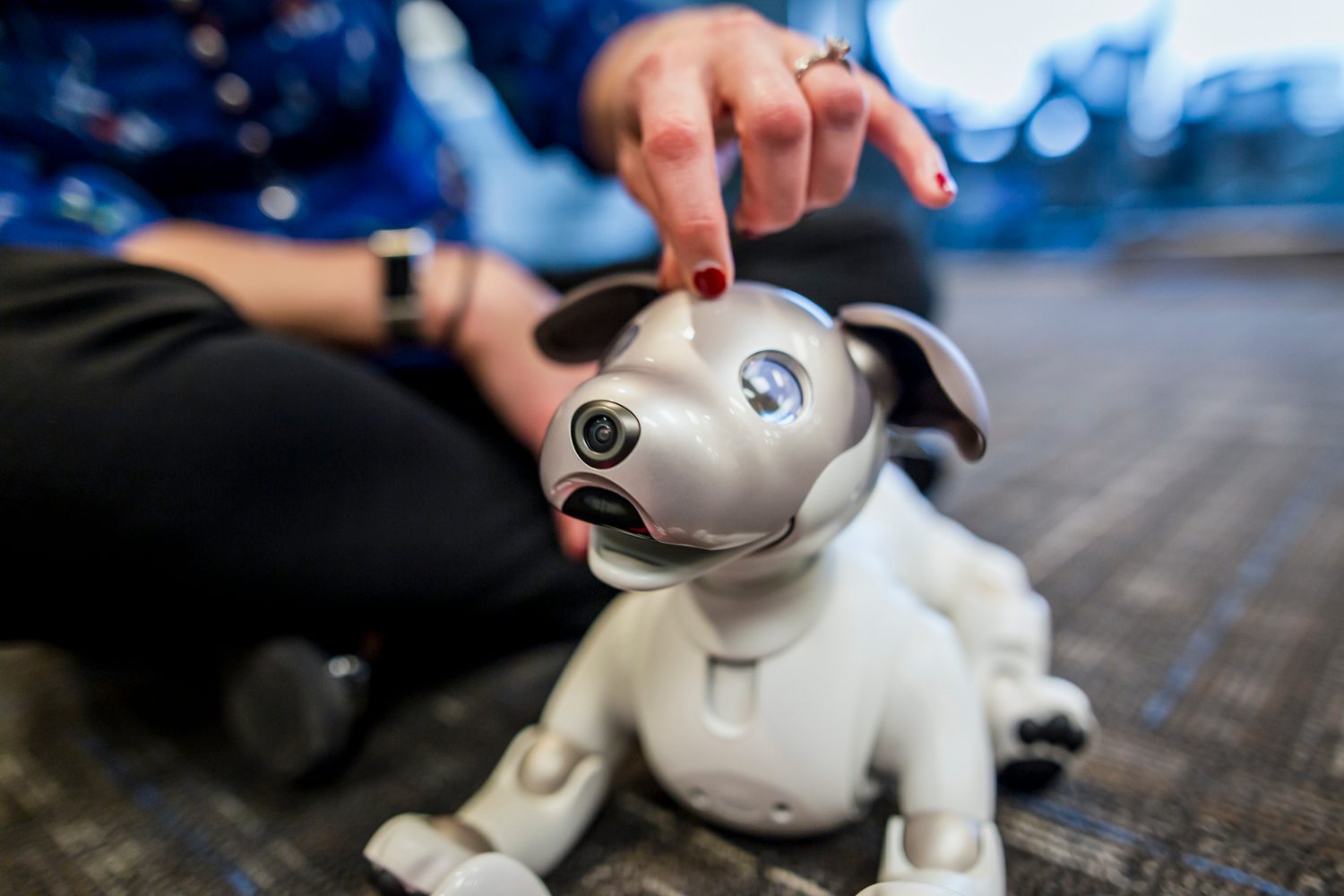 jugando con aibo perro robot sony the robodog 35