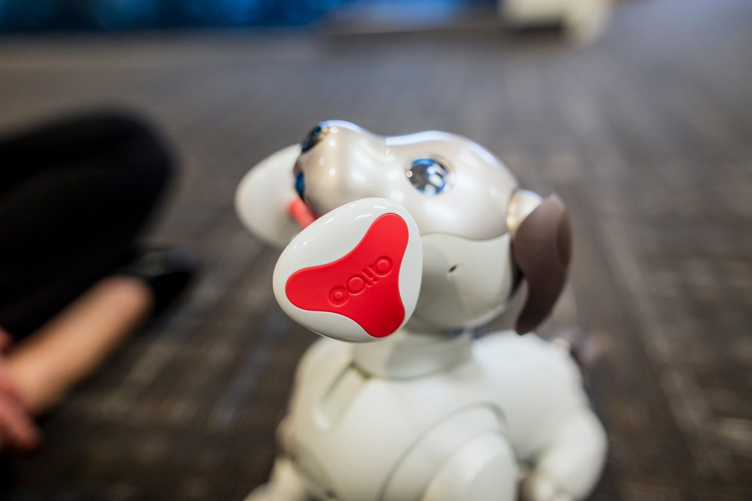 jugando con aibo perro robot sony the robodog 36