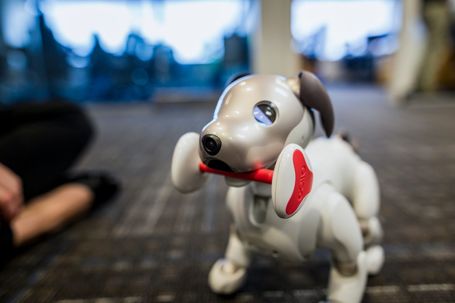 jugando con aibo perro robot sony the robodog 37