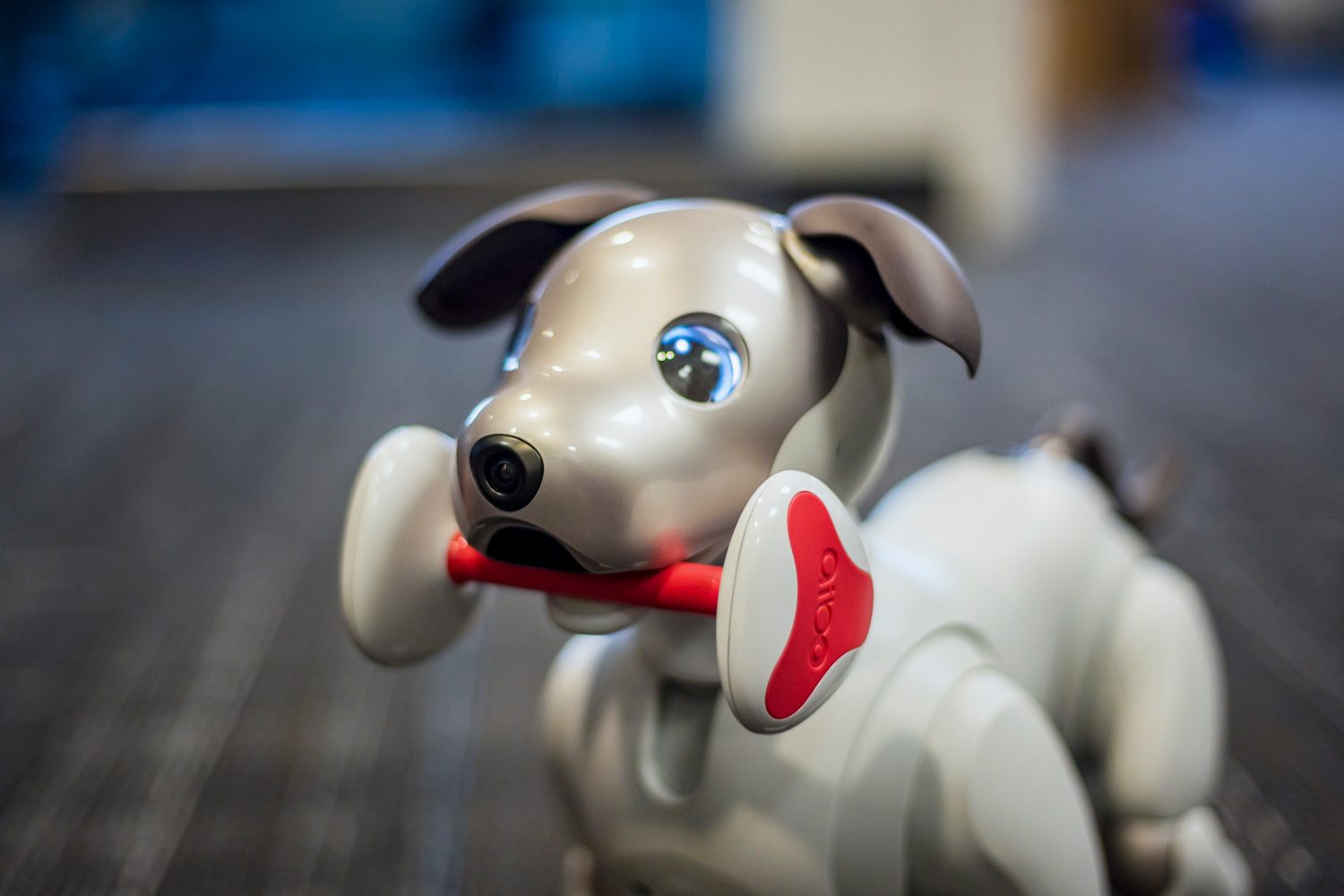 jugando con aibo perro robot sony the robodog 39