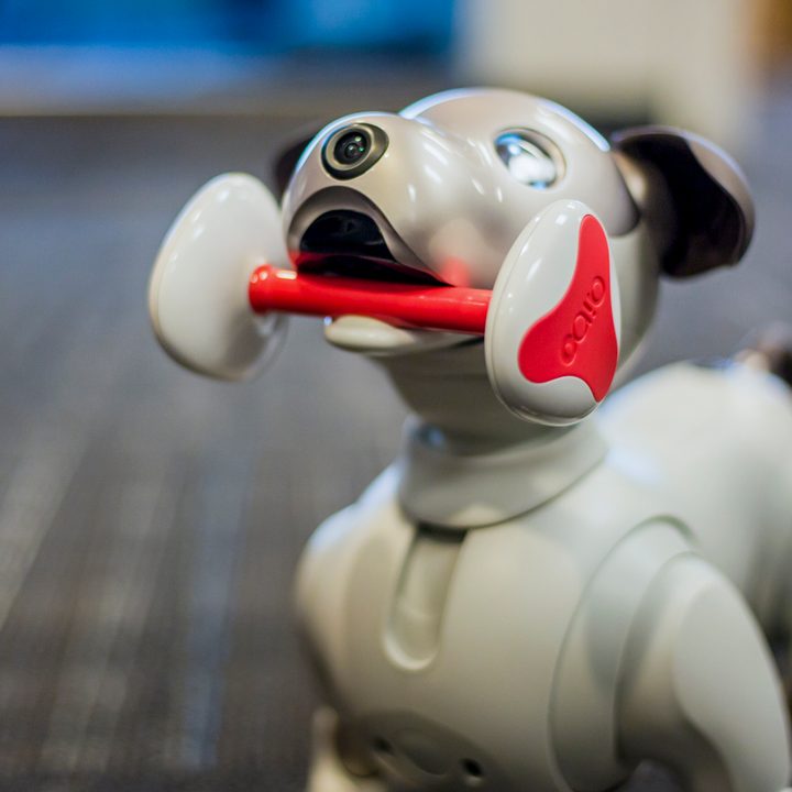 jugando con aibo perro robot sony the robodog 40