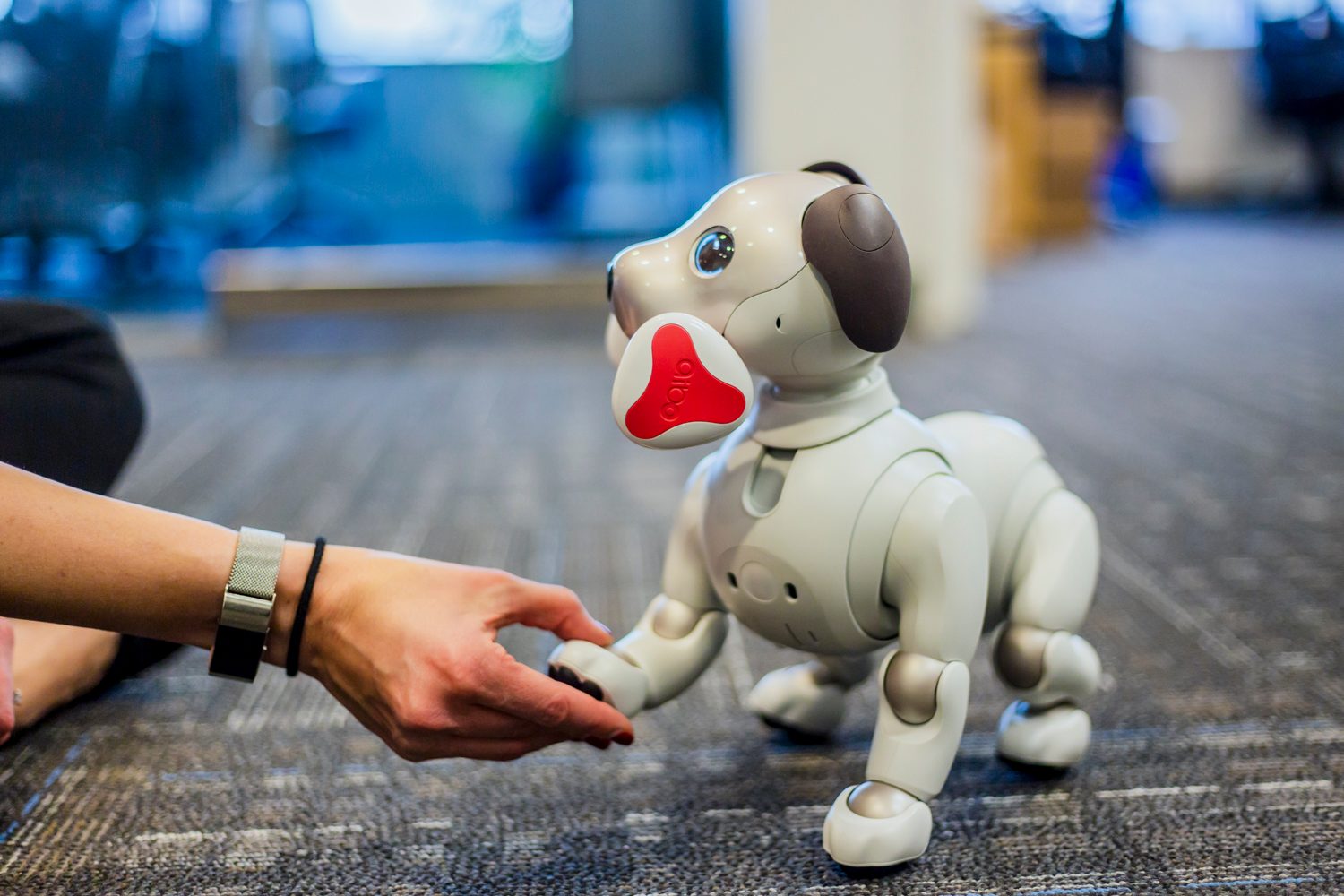 jugando con aibo perro robot sony the robodog 42