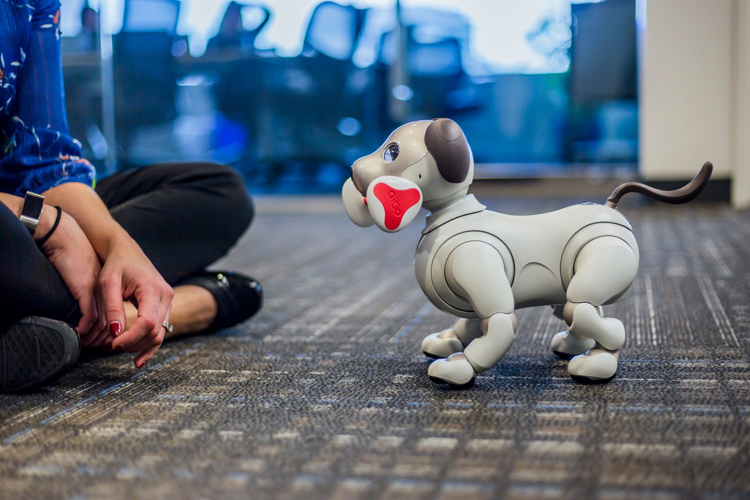 jugando con aibo perro robot sony the robodog 43