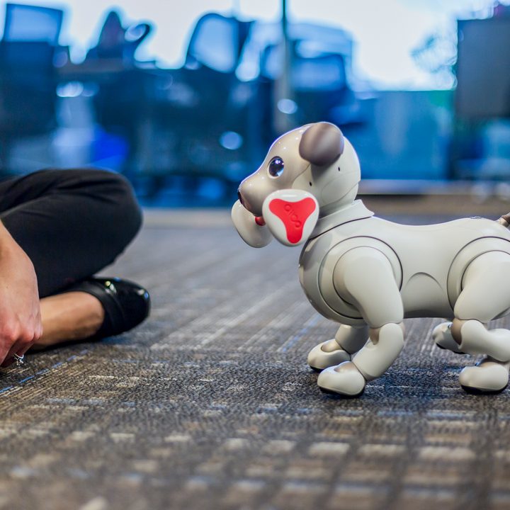 jugando con aibo perro robot sony the robodog 44