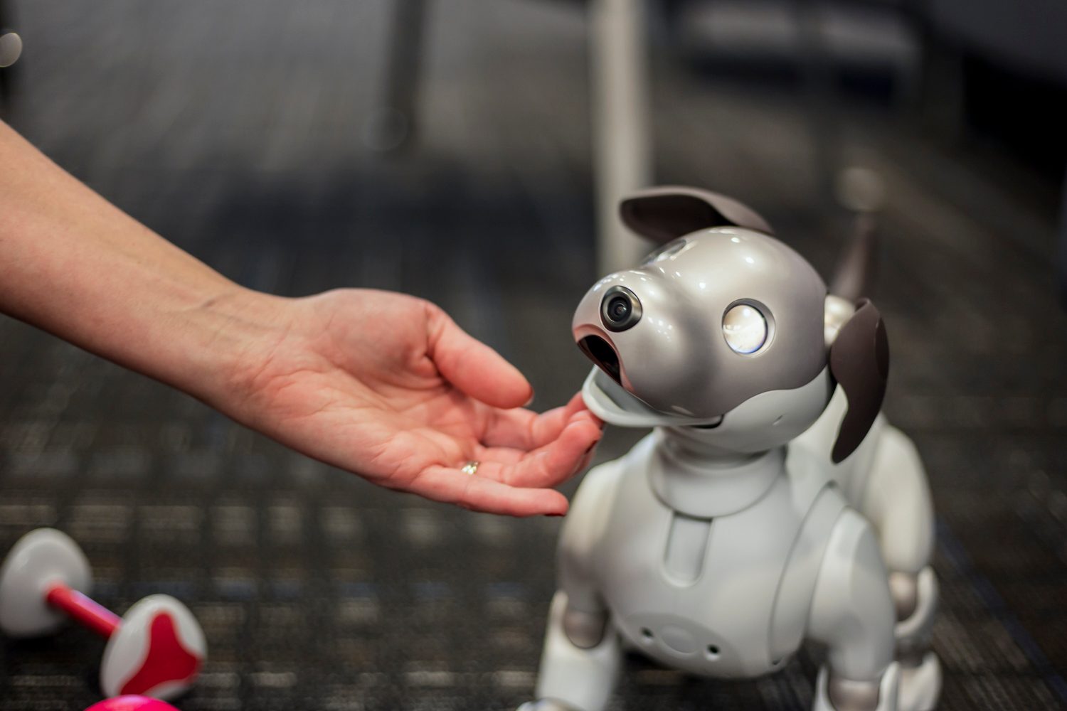 jugando con aibo perro robot sony the robodog 7