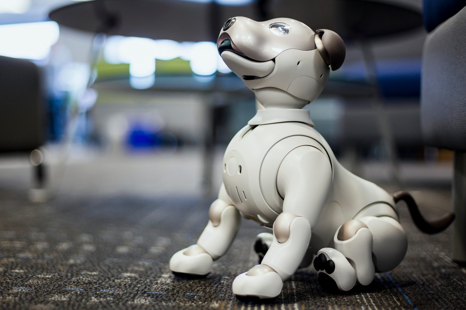 jugando con aibo perro robot sony the robodog 9