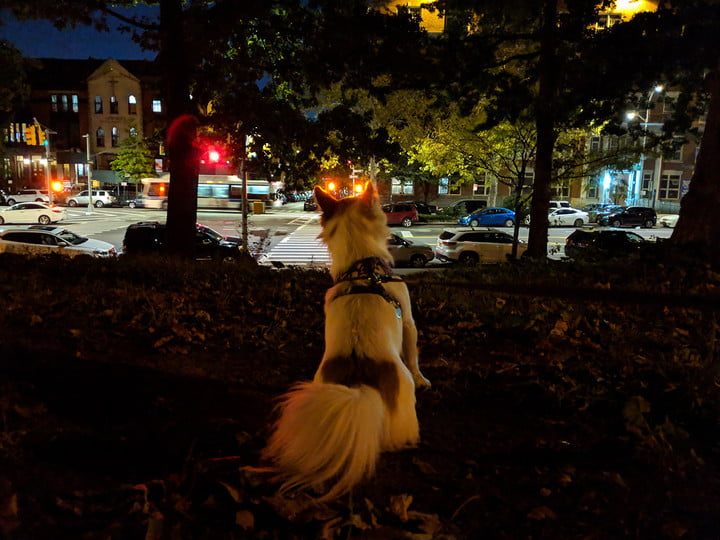 funcion night sight google nightsight off dog 720x720