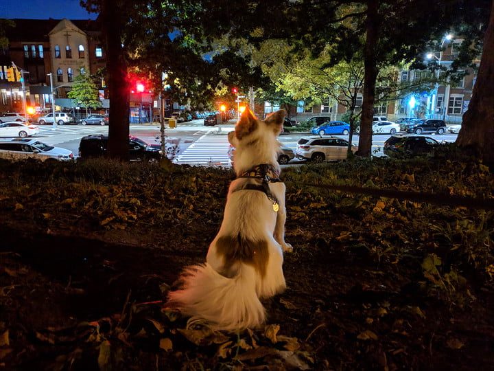 funcion night sight google nightsight on dog 720x720