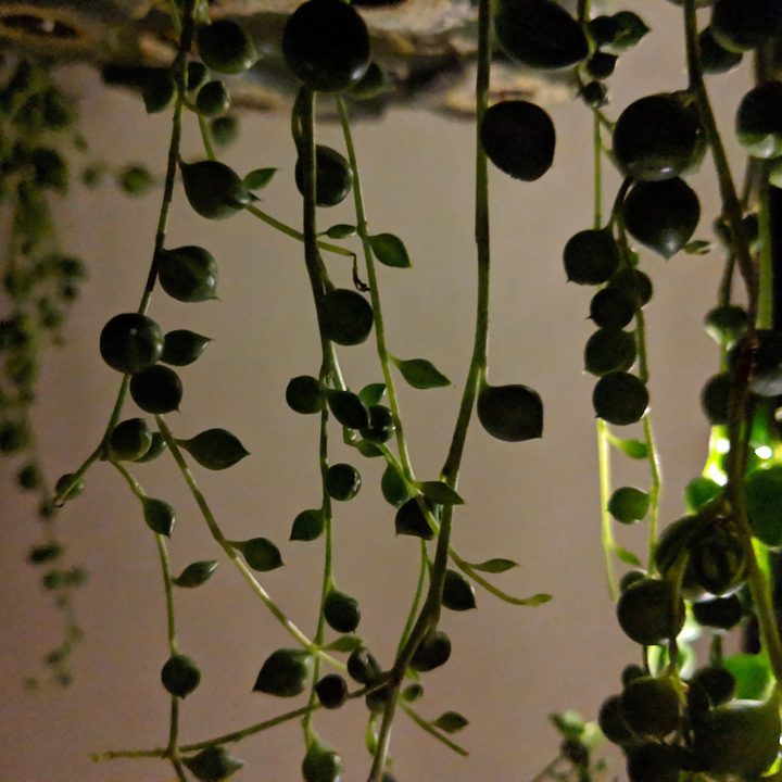 pixel 3 3xl google revision night low light