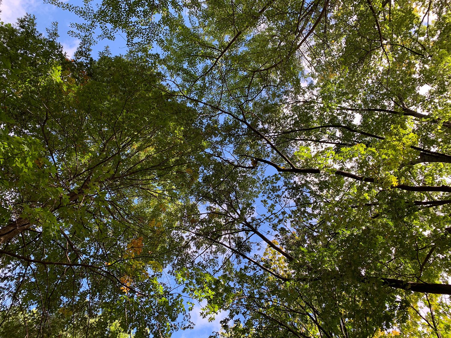 revision apple iphone xr review camera sample 12