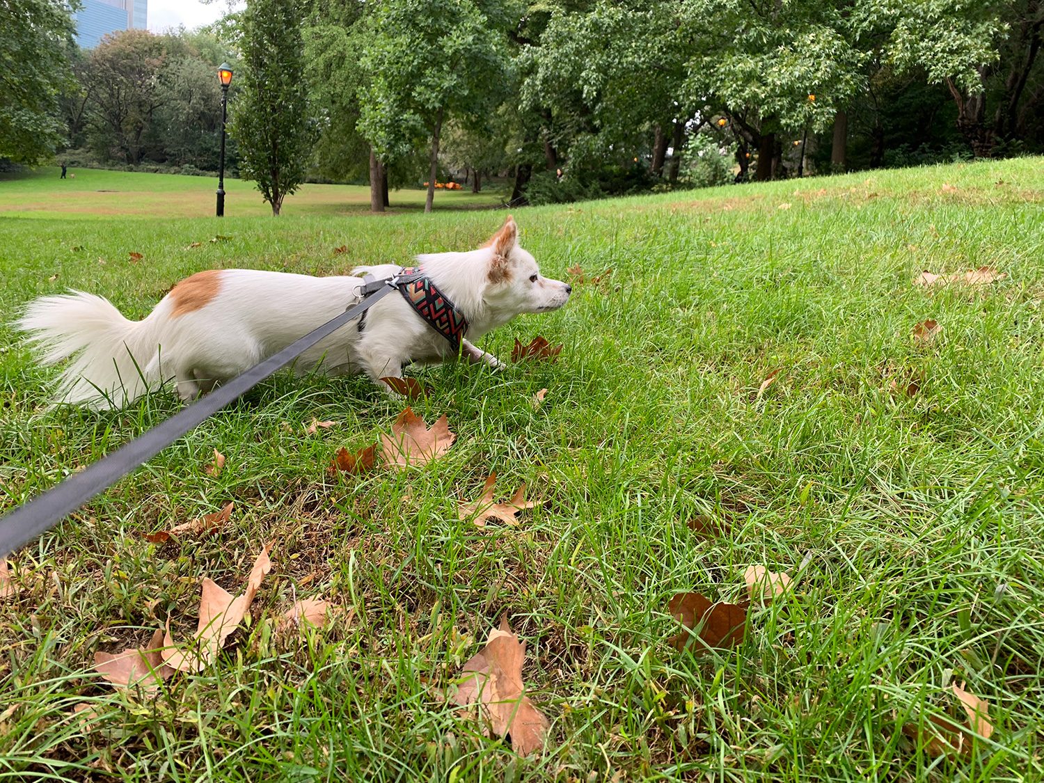 revision apple iphone xr review camera sample 7