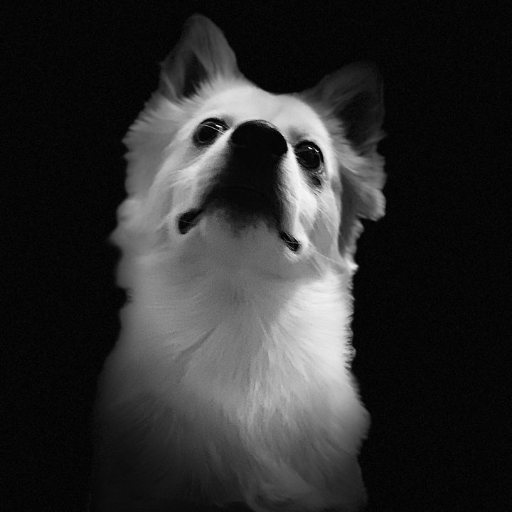 revision apple iphone xr review camera sample studio dog