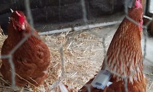 fitbit pollos chicken sensor murillo 720x720