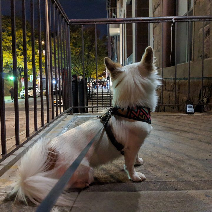 night sight fotos telefonos pixel dog off
