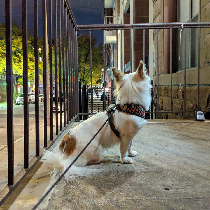 night sight fotos telefonos pixel dog