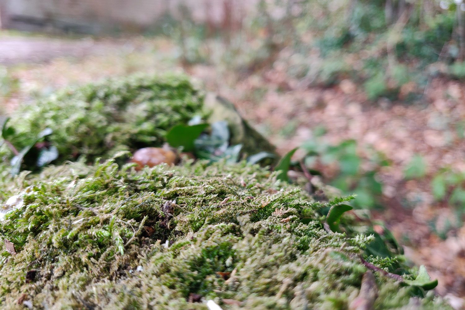 revision oneplus 6t review camera sample 2