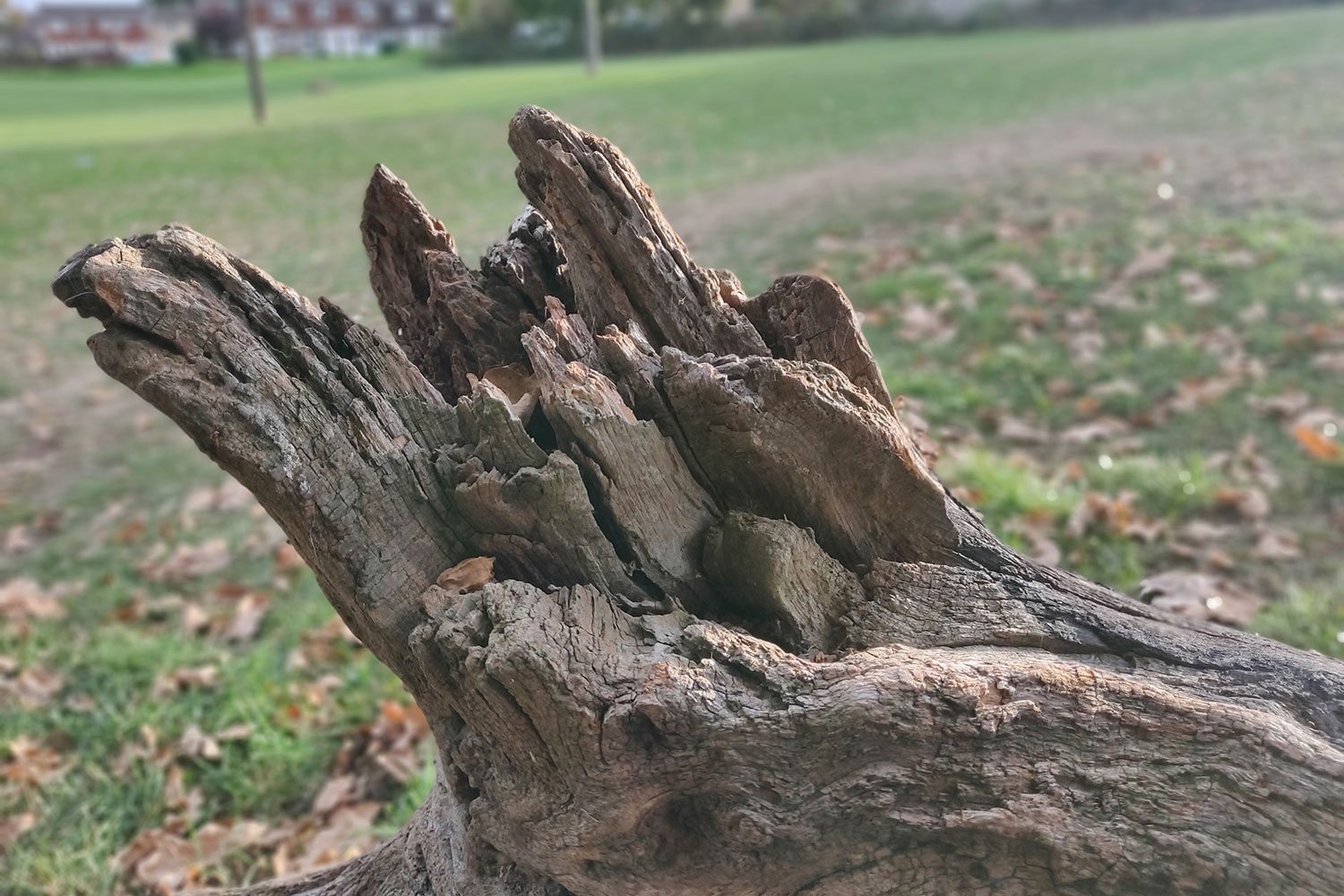 revision oneplus 6t review camera sample 5