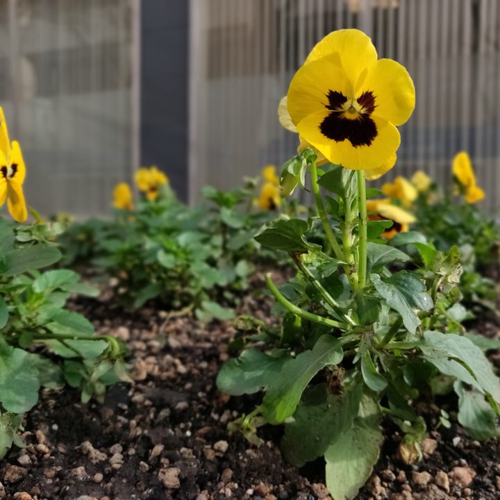 las camaras del oneplus 6 y 6t boke onplus plantas