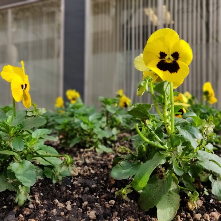 las camaras del oneplus 6 y 6t bokeh