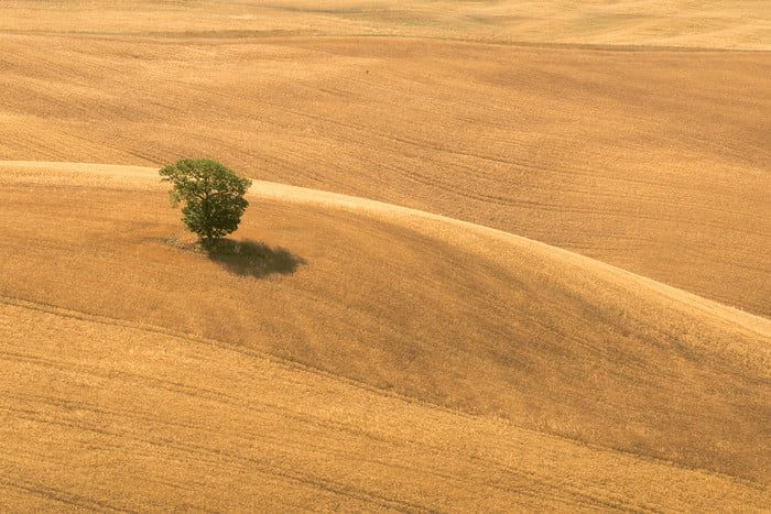 fotografia drones tree in field drone 700x467 c