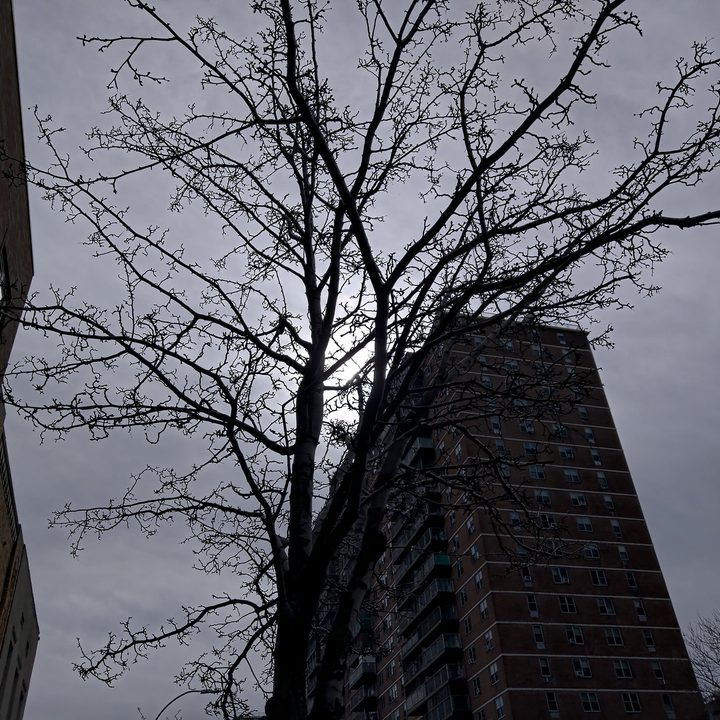 revision nokia 9 pureview tree