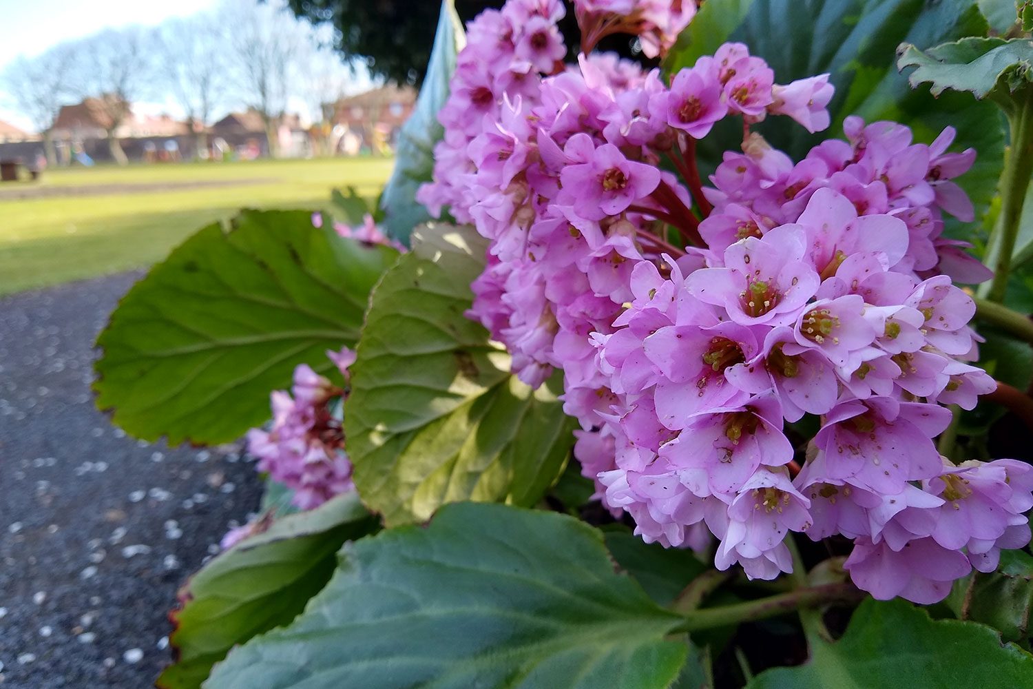 revision moto g7 review camera sample 1