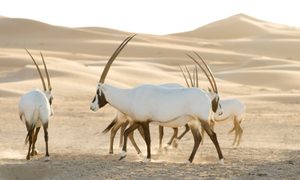 serie documental netflix nuestro planeta our planet