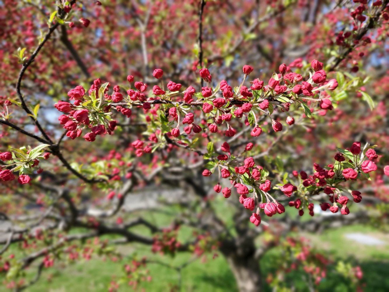 revision samsung galaxy fold camera sample live focus 3