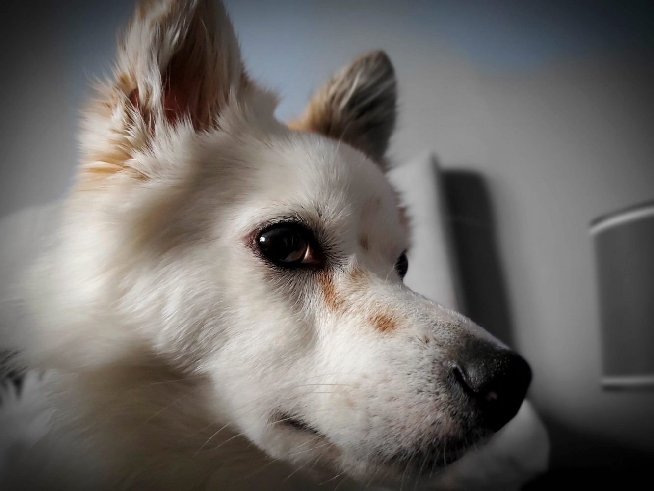 revision samsung galaxy fold camera sample live focus 4