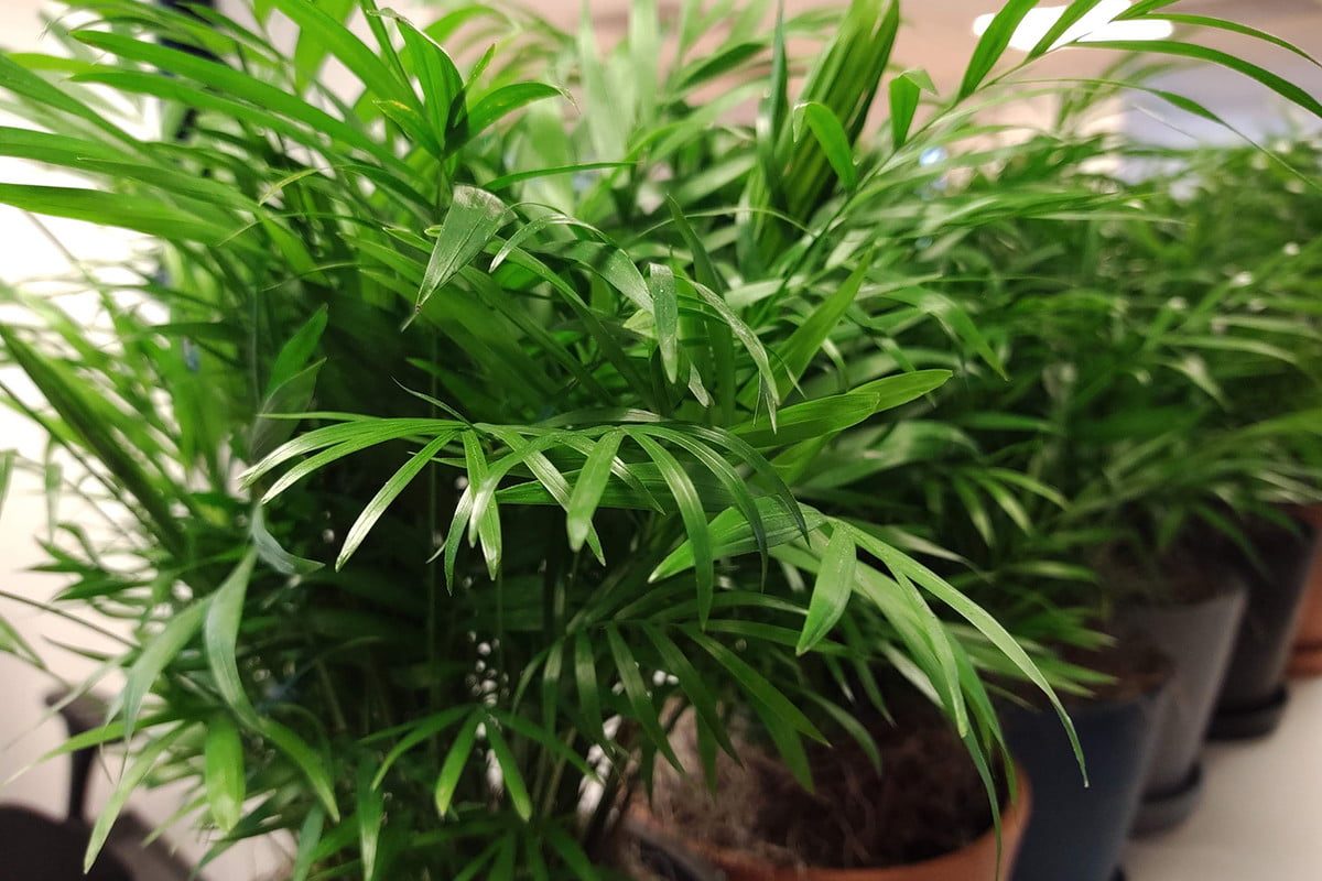 revision moto z4 ho camera sample 2 1200x800 c