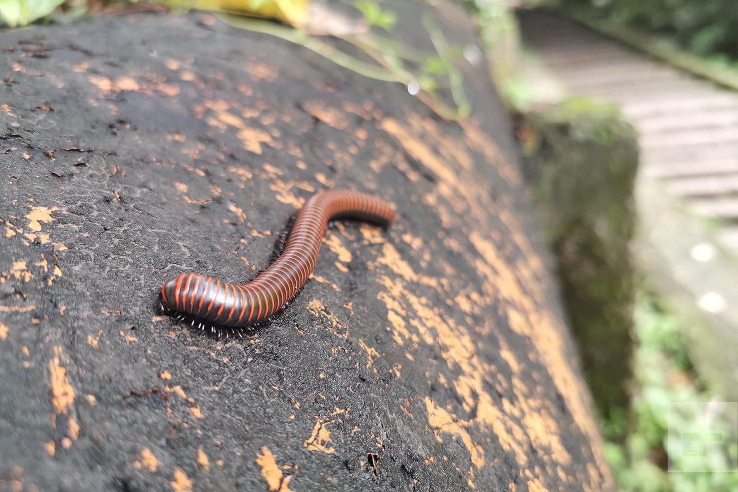 Huawei P30 Pro vs. Google Pixel