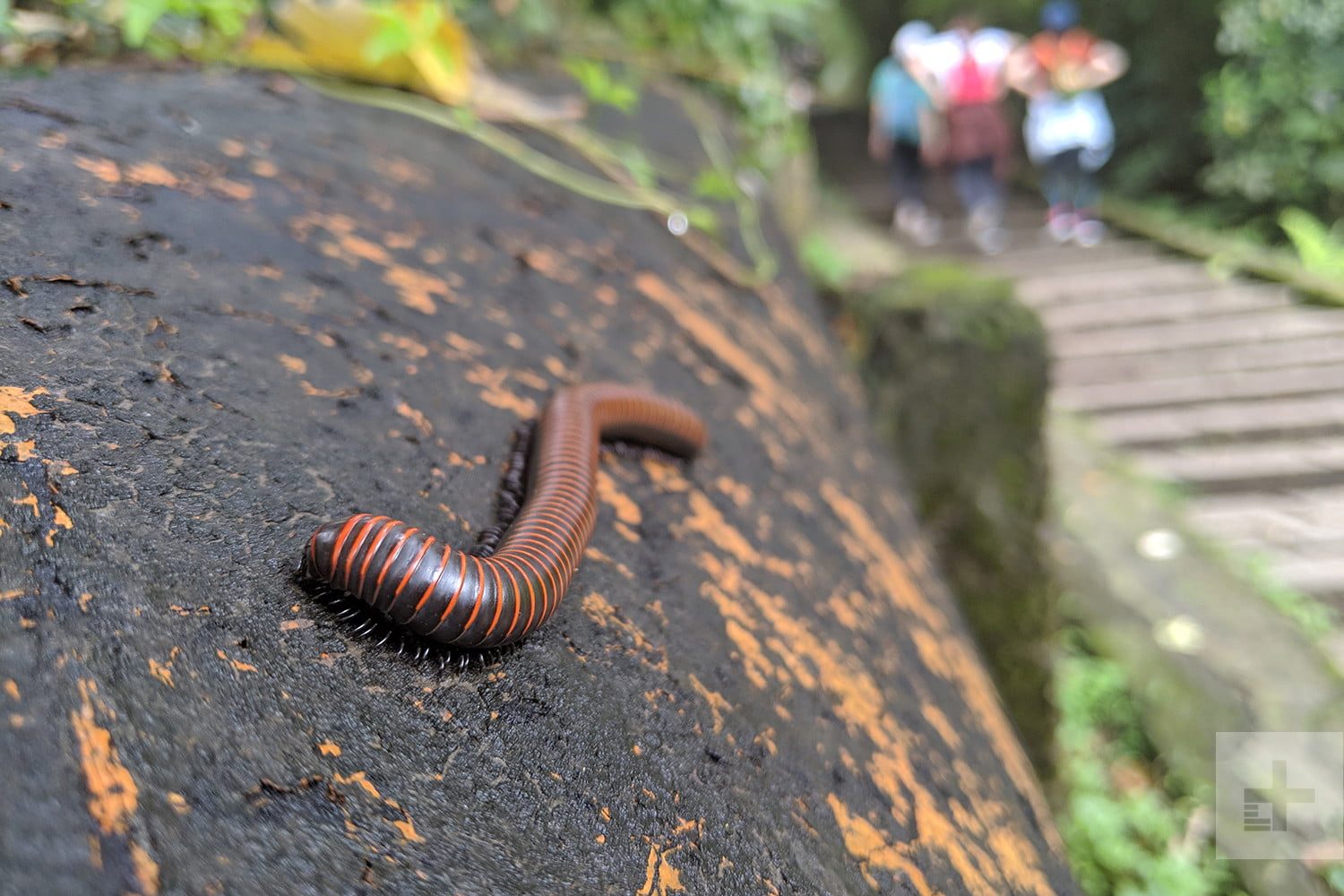 Huawei P30 Pro vs. Google Pixel