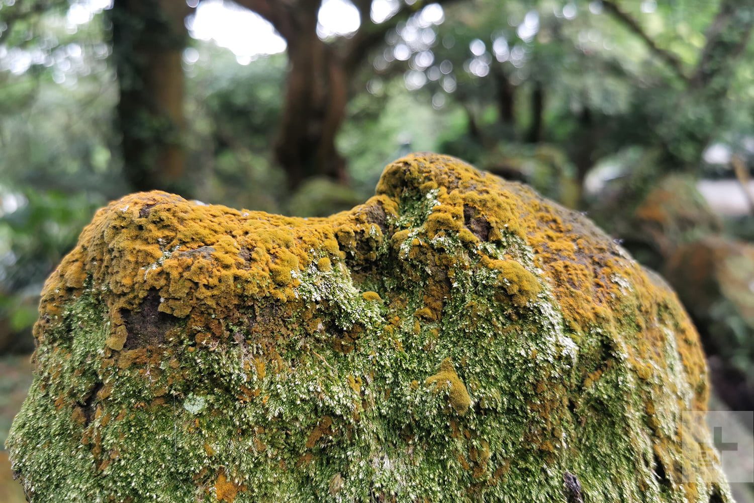 Huawei P30 Pro vs. Google Pixel