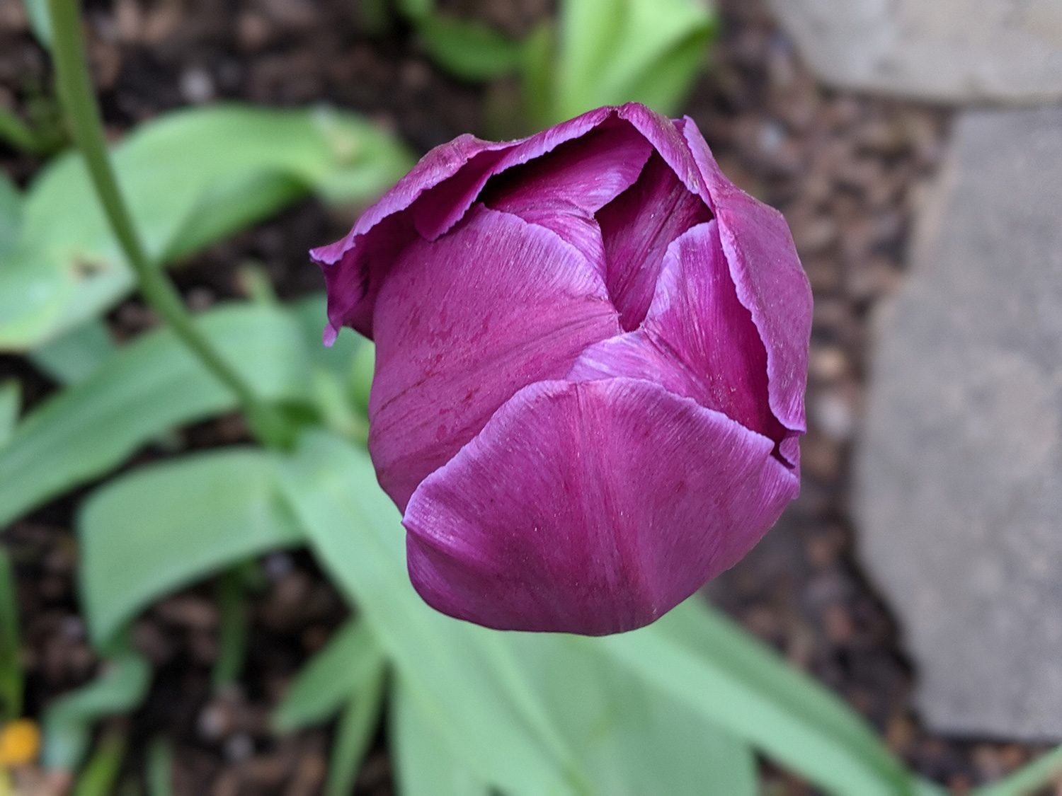 revision google pixel 3a y xl camera samples portrait 4
