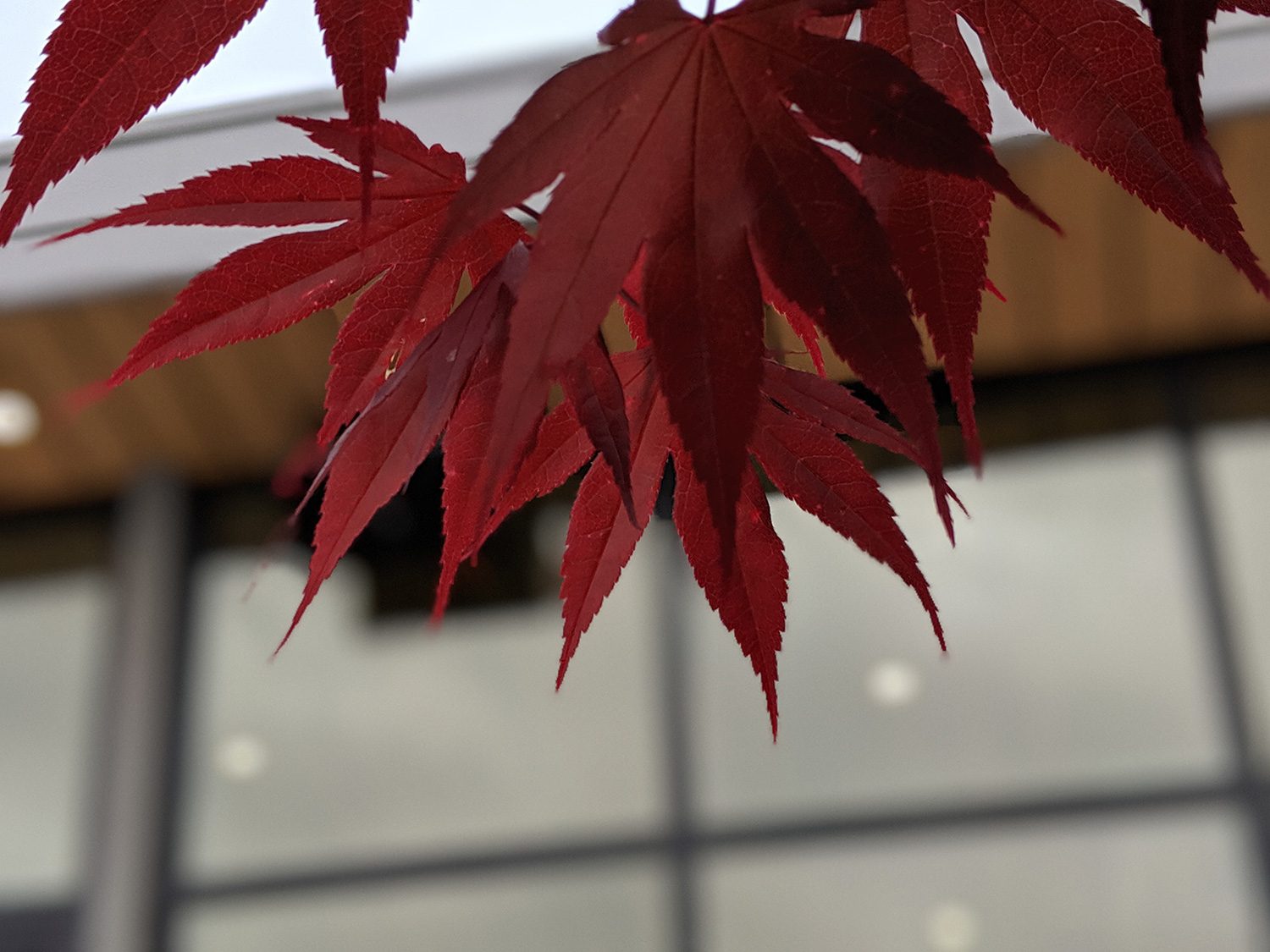 revision google pixel 3a y xl camera samples portrait 6