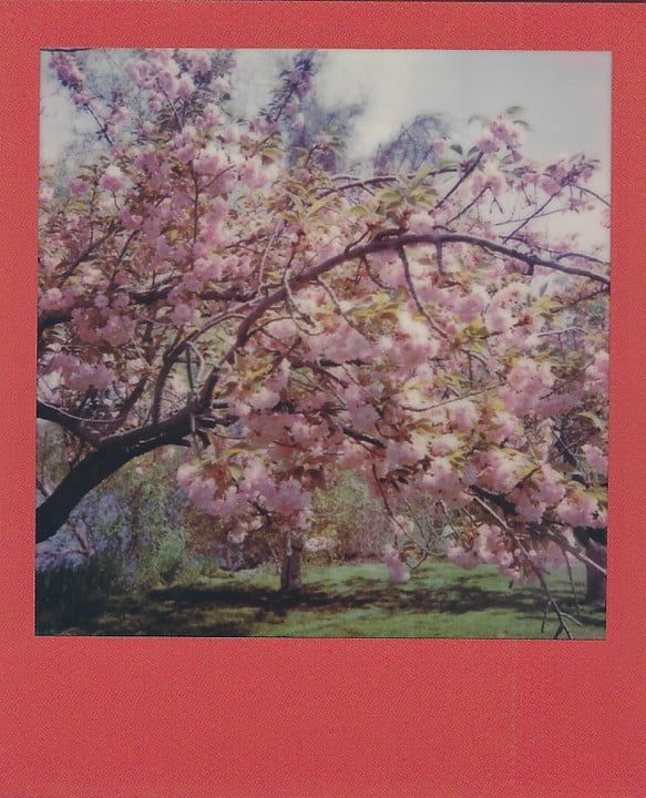 revision polaroid onestep 2 review flowers 720x720