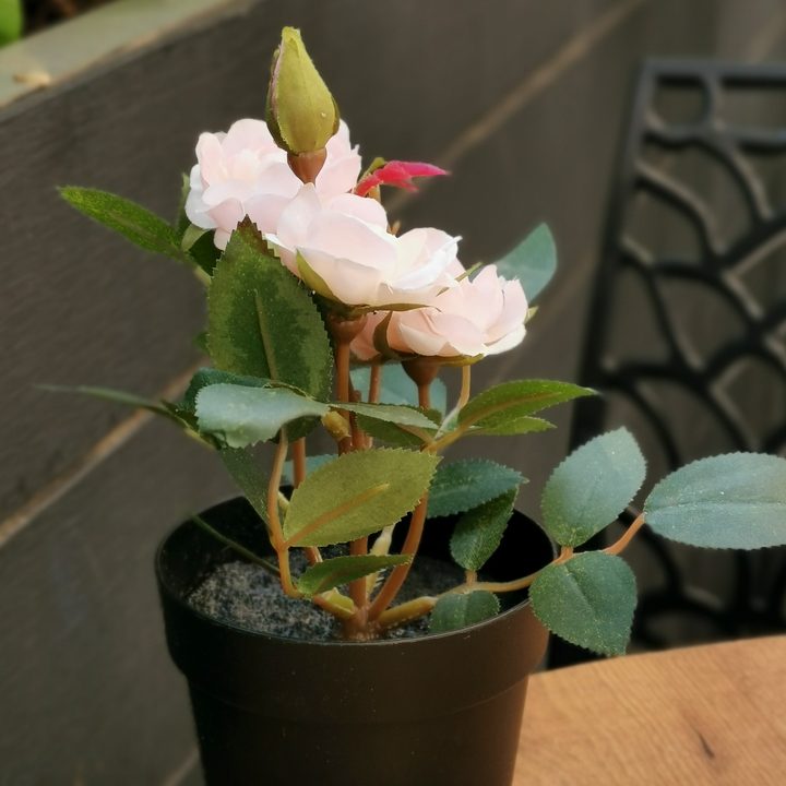 revision huawei p30 sample picture 9 v40