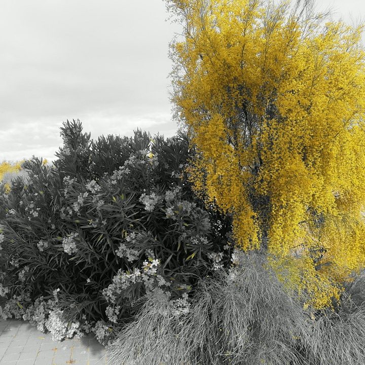 revision motorola one vision modo color selectivo amarillo2