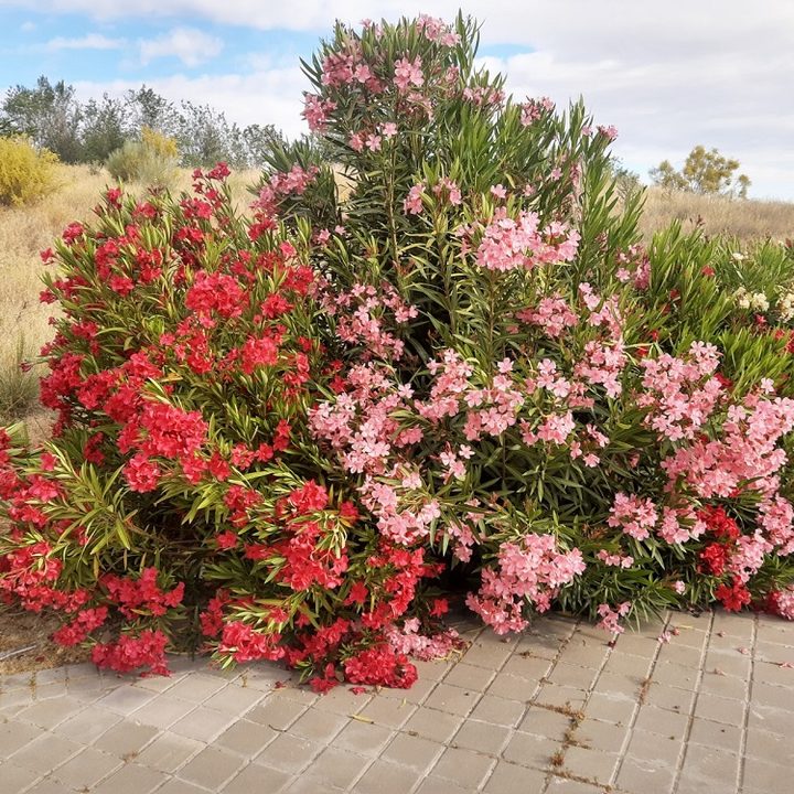 revision motorola one vision modo color selectivo1