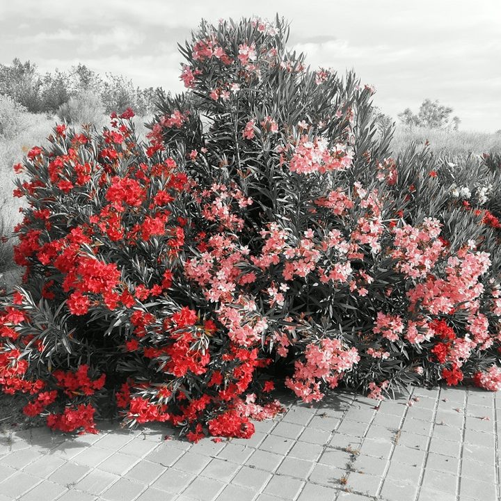 revision motorola one vision modo color selectivo2