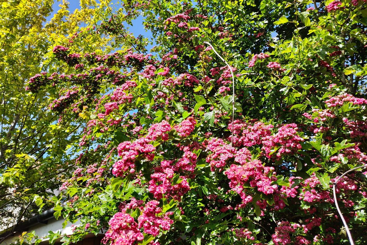 revision red magic 3 review camera samples 30622 1200x800 c