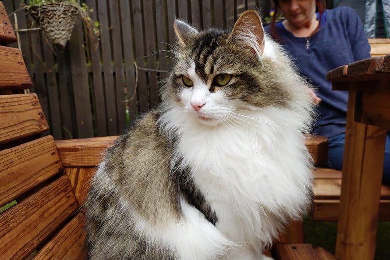 revision red magic 3 review camera samples 30625 800x534 c