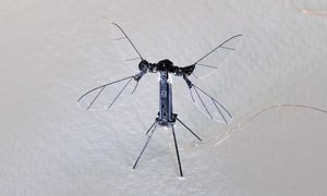 dron insecto robobee energia solar