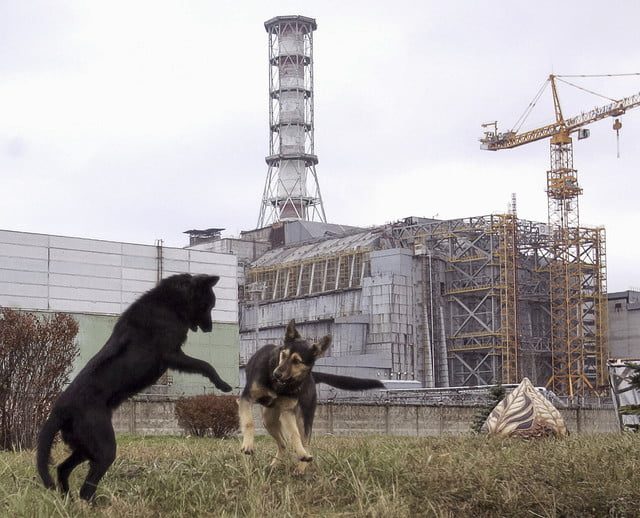 Perros callejeros juegan frente a la central nuclear de Chernobyl.